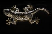 Vorschaubild zum Fotothema Swarovski Gecko