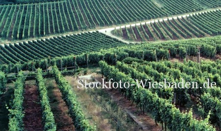 Stockfoto: Weinstöcke im Weinberg
