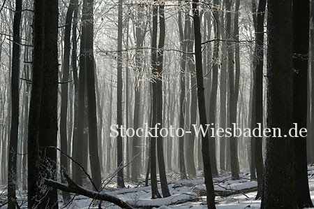 Stockphoto zeigt eine Stockzucht im Winter